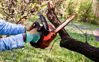 Chainsaw Safety: What Every Operator Should Know
