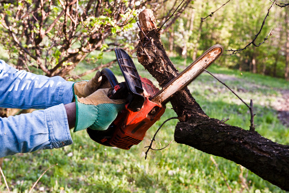 Chainsaw Safety: What Every Operator Should Know