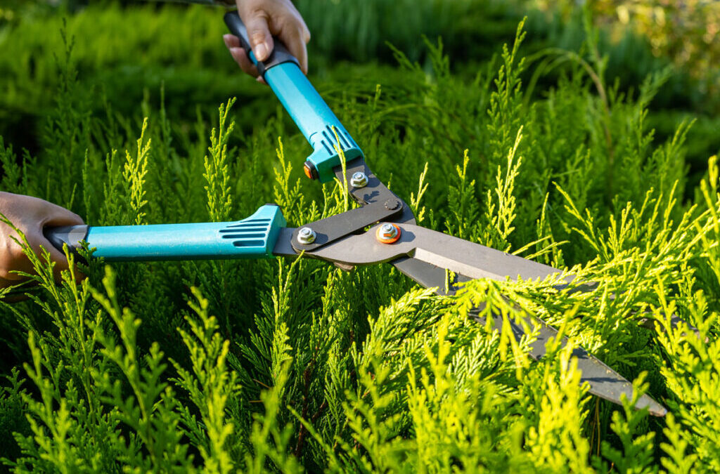 When to Trim Hedges: A Guide for Connecticut Homeowners