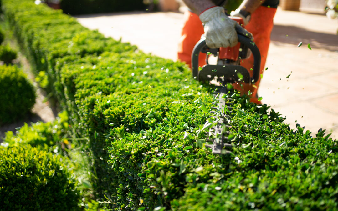 When to Trim Hedges: The Best Time for CT Properties