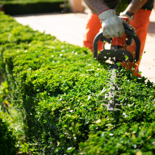 When to Trim Hedges: The Best Time for CT Properties